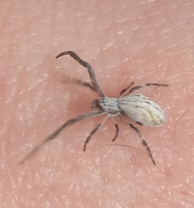 Walckenaer's Feather-legged Spider, H28Q+GG, 37-450 Stalowa Wola, Poland, photo 9 of 10