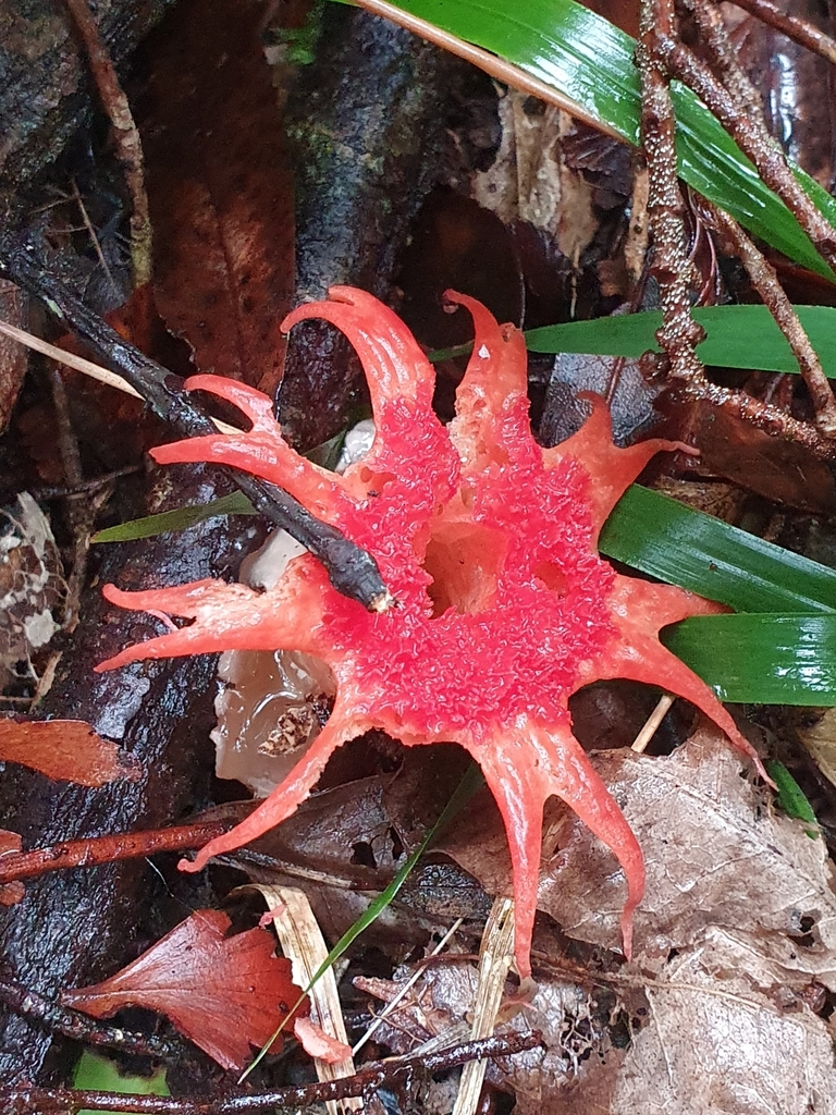 Aseroe rubra · April 2025 · photo: © corli (iNaturalist, cc-by)