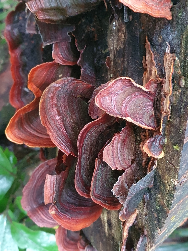 Stereum ostrea · April 2025 · photo: © corli (iNaturalist, cc-by)