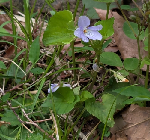 Image of Viola grypoceras by (c) mami_t_t, some rights reserved (CC BY)