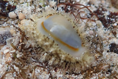 ハナビラダカラ