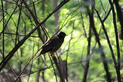 Acridotheres tristis