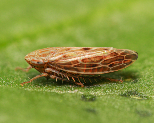Mocydiopsis intermedia
