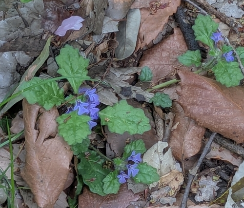 Ajuga decumbens, photograph 4
