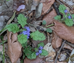 Ajuga decumbens, photograph mami_t_t, CC BY, iNaturalist via GBIF