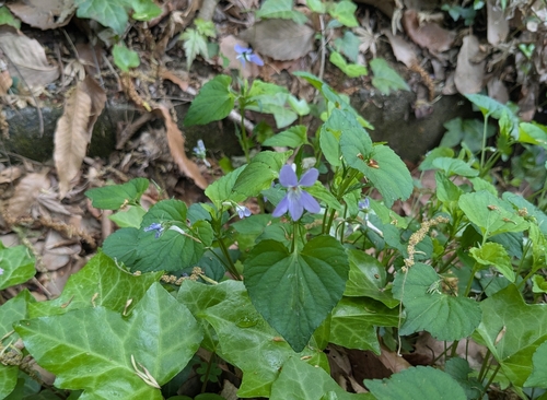 Image of Viola grypoceras by (c) mami_t_t, some rights reserved (CC BY)