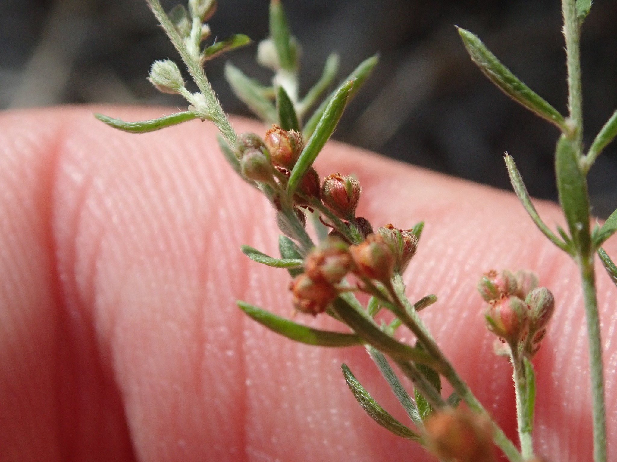 Lechea pulchella var. pulchella