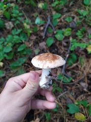 Leucocortinarius bulbiger