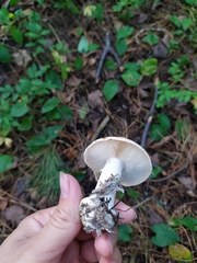 Leucocortinarius bulbiger