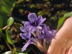 Pontederia azurea