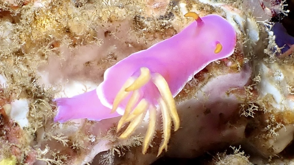 Cinderella Sea Slug