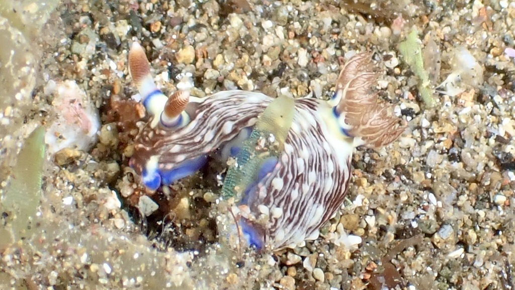 Crucifix Wrinkle Dorid