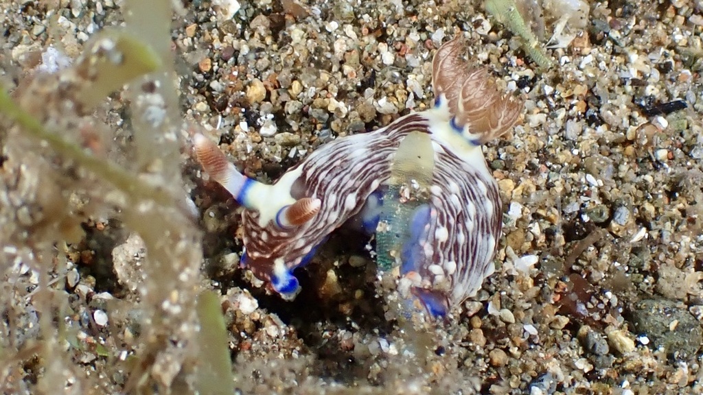 Crucifix Wrinkle Dorid