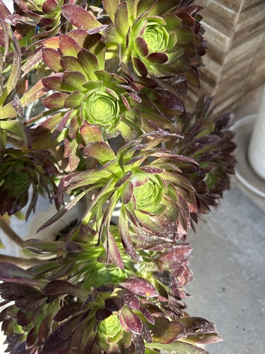 Tree Aeonium