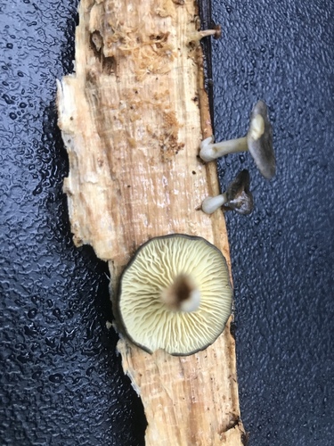 golden-gilled gerronema (Gerronema strombodes)