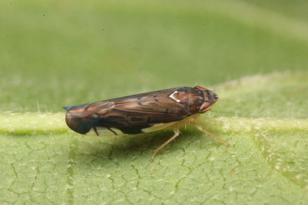 Nataretus
