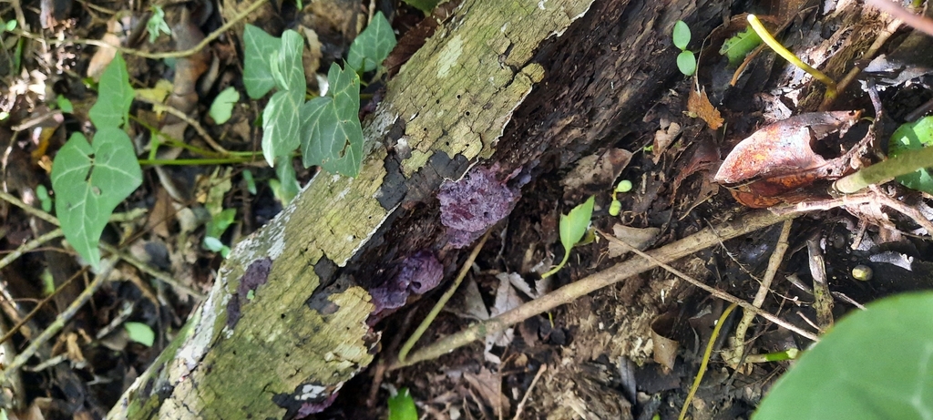 Punctularia atropurpurascens · April 2025 · photo: © noeliamedina89 (iNaturalist, cc0)