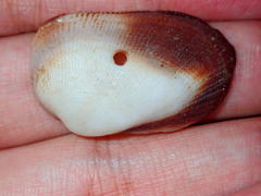 Barbatia
