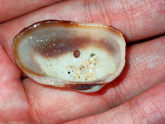 Barbatia