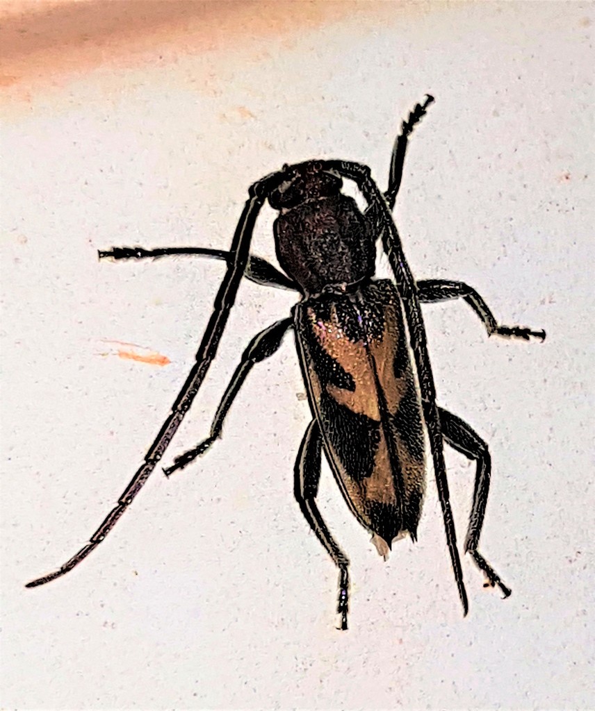 Achryson pictum