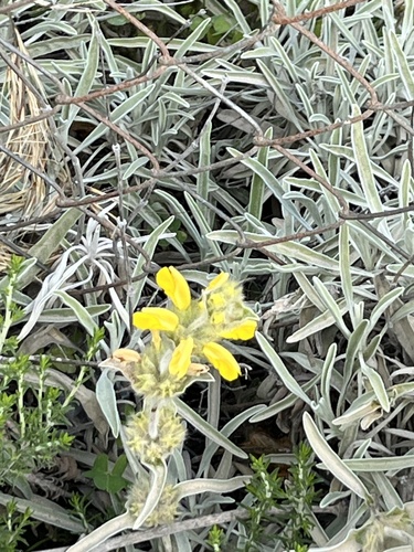 Avistamiento Phlomis lychnitis