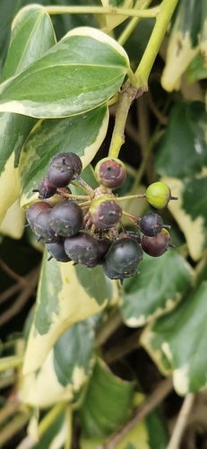 Image of Hedera colchica by no rights reserved