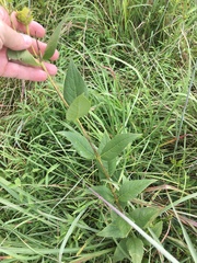 Silphium asteriscus latifolium