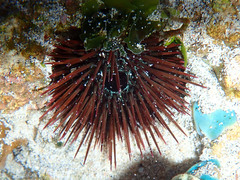Echinostrephus