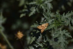 Heliothis