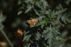 Heliothis