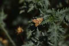 Heliothis