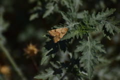 Heliothis