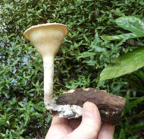 Pleurotus tuber-regium