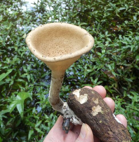 Pleurotus tuber-regium