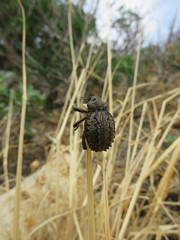 Brachycerus barbarus