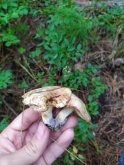 Suillus placidus