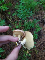 Suillus placidus