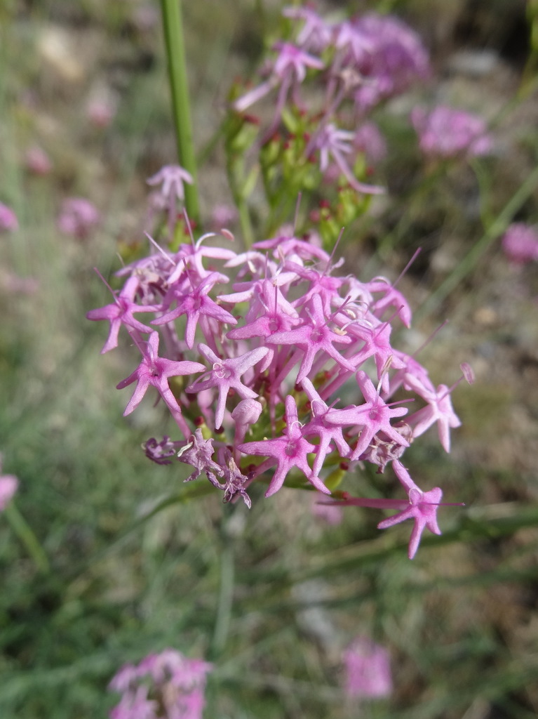 Narrow-leaved Valerian