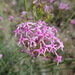 Narrow-leaved Valerian - Photo (c) Thomas Koffel, some rights reserved (CC BY), uploaded by Thomas Koffel