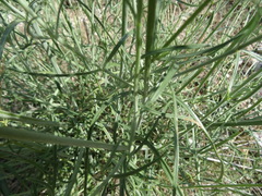 Centranthus angustifolius