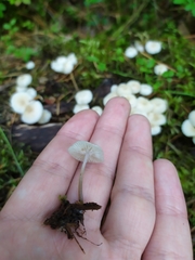 Mycena laevigata
