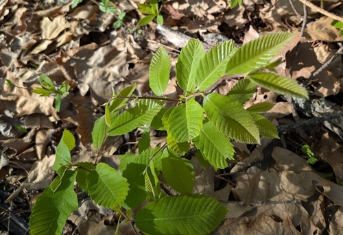 Ozark Chinquapin (Castanea ozarkensis)