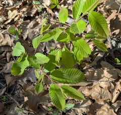 (c) Alan Prather, some rights reserved (CC BY) Castanea ozarkensis, photograph (c) Alan Prather, some rights reserved (CC BY)