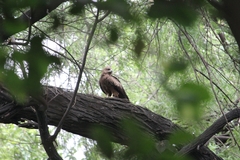 Milvus migrans