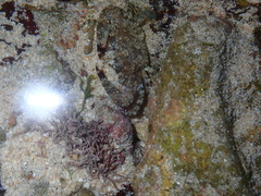 Thalamitinae