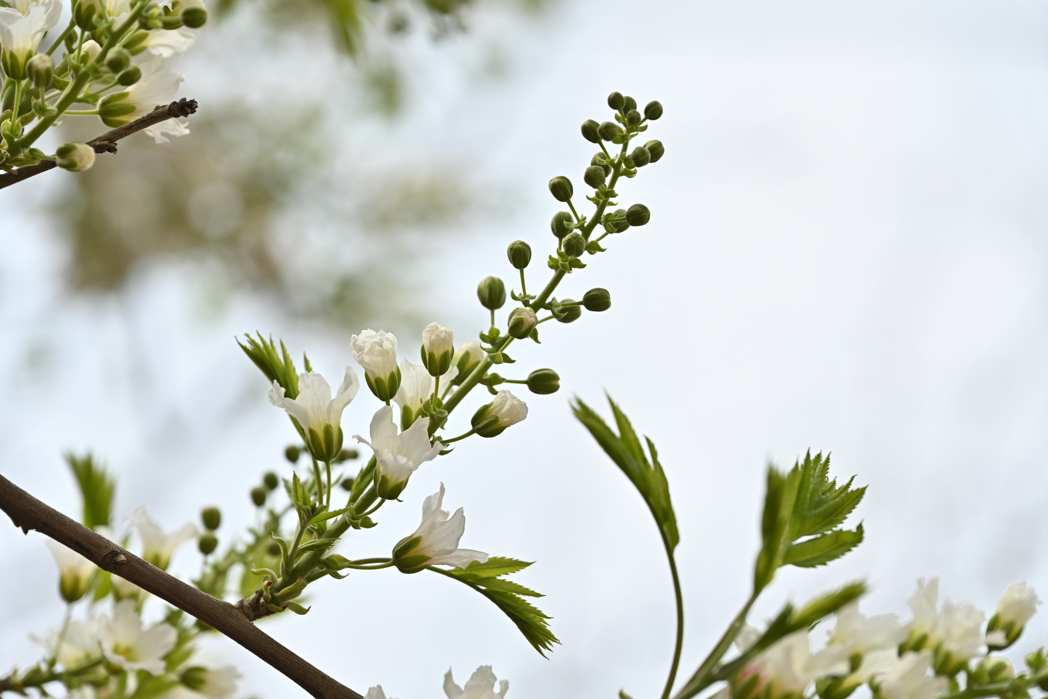【RITAO CHAN公式アカウント04】◆端渓硯（鷓鴣斑・蕉葉白／十吋） Xanthoceras sorbifolia