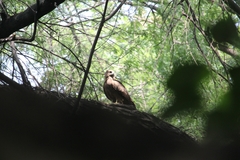 Milvus migrans