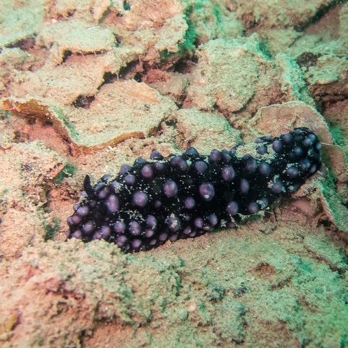 Phyllidiella nigra
