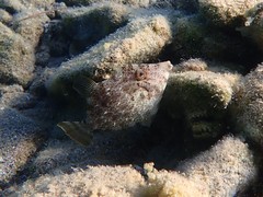 Stephanolepis diaspros