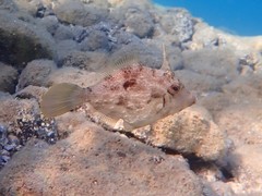 Stephanolepis diaspros